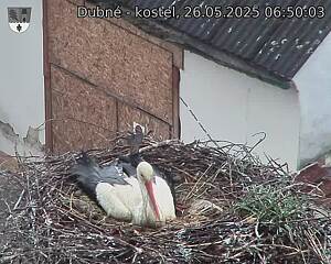 Capi_Dubne_20250526_065003.jpg (1350 x 1080)