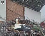 Capi_Dubne_20250526_065502.jpg