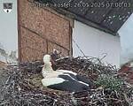 Capi_Dubne_20250526_070003.jpg