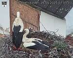 Capi_Dubne_20250526_070503.jpg