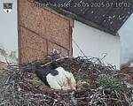Capi_Dubne_20250526_071002.jpg
