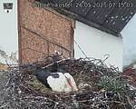 Capi_Dubne_20250526_071503.jpg