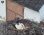 Capi_Dubne_20250526_072004.jpg