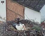 Capi_Dubne_20250526_072502.jpg