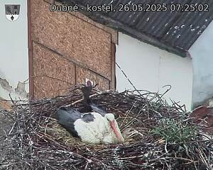 Capi_Dubne_20250526_072502.jpg (1350 x 1080)