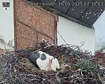 Capi_Dubne_20250526_073003.jpg