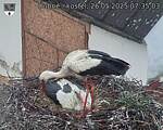Capi_Dubne_20250526_073503.jpg