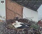 Capi_Dubne_20250526_074003.jpg