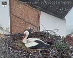 Capi_Dubne_20250526_074503.jpg