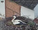 Capi_Dubne_20250526_075503.jpg