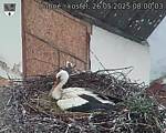Capi_Dubne_20250526_080003.jpg