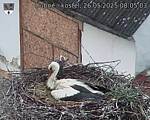 Capi_Dubne_20250526_080503.jpg