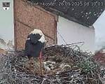 Capi_Dubne_20250526_081003.jpg