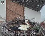 Capi_Dubne_20250526_082003.jpg
