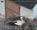 Capi_Dubne_20250526_082503.jpg