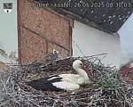Capi_Dubne_20250526_083003.jpg