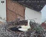 Capi_Dubne_20250526_083503.jpg