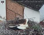 Capi_Dubne_20250526_084003.jpg