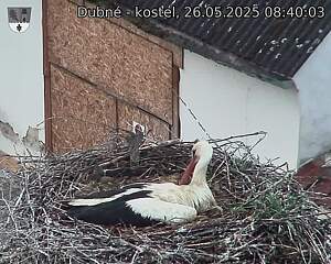 Capi_Dubne_20250526_084003.jpg (1350 x 1080)
