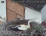 Capi_Dubne_20250526_084502.jpg