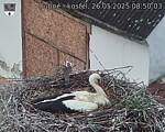 Capi_Dubne_20250526_085003.jpg