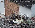 Capi_Dubne_20250526_085503.jpg