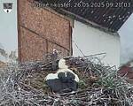 Capi_Dubne_20250526_092003.jpg