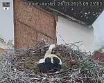 Capi_Dubne_20250526_092503.jpg