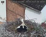 Capi_Dubne_20250526_093003.jpg