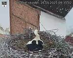 Capi_Dubne_20250526_093503.jpg