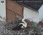 Capi_Dubne_20250526_094503.jpg