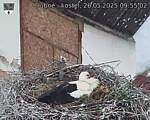Capi_Dubne_20250526_095502.jpg