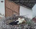 Capi_Dubne_20250526_100503.jpg
