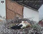 Capi_Dubne_20250526_101003.jpg