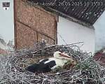 Capi_Dubne_20250526_101503.jpg