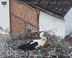 Capi_Dubne_20250526_102003.jpg