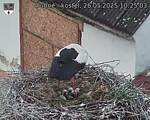 Capi_Dubne_20250526_102503.jpg