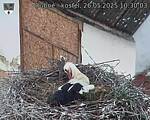 Capi_Dubne_20250526_103003.jpg