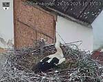 Capi_Dubne_20250526_103503.jpg