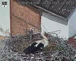 Capi_Dubne_20250526_104002.jpg