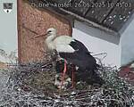 Capi_Dubne_20250526_104503.jpg