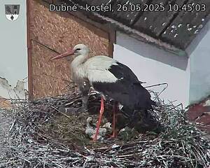 Capi_Dubne_20250526_104503.jpg (1350 x 1080)