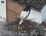 Capi_Dubne_20250526_105002.jpg