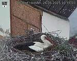 Capi_Dubne_20250526_105503.jpg