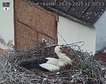 Capi_Dubne_20250526_110003.jpg