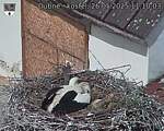 Capi_Dubne_20250526_111003.jpg