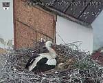 Capi_Dubne_20250526_111503.jpg
