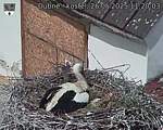 Capi_Dubne_20250526_112003.jpg