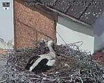 Capi_Dubne_20250526_113503.jpg