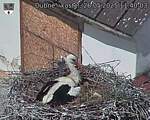 Capi_Dubne_20250526_114003.jpg